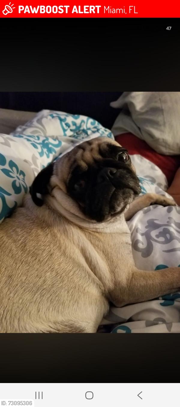 Lost Female Dog last seen 129th ave and S.W. 8st, Miami, FL 33184