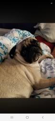 Lost Female Dog last seen 129th ave and S.W. 8st, Miami, FL 33184