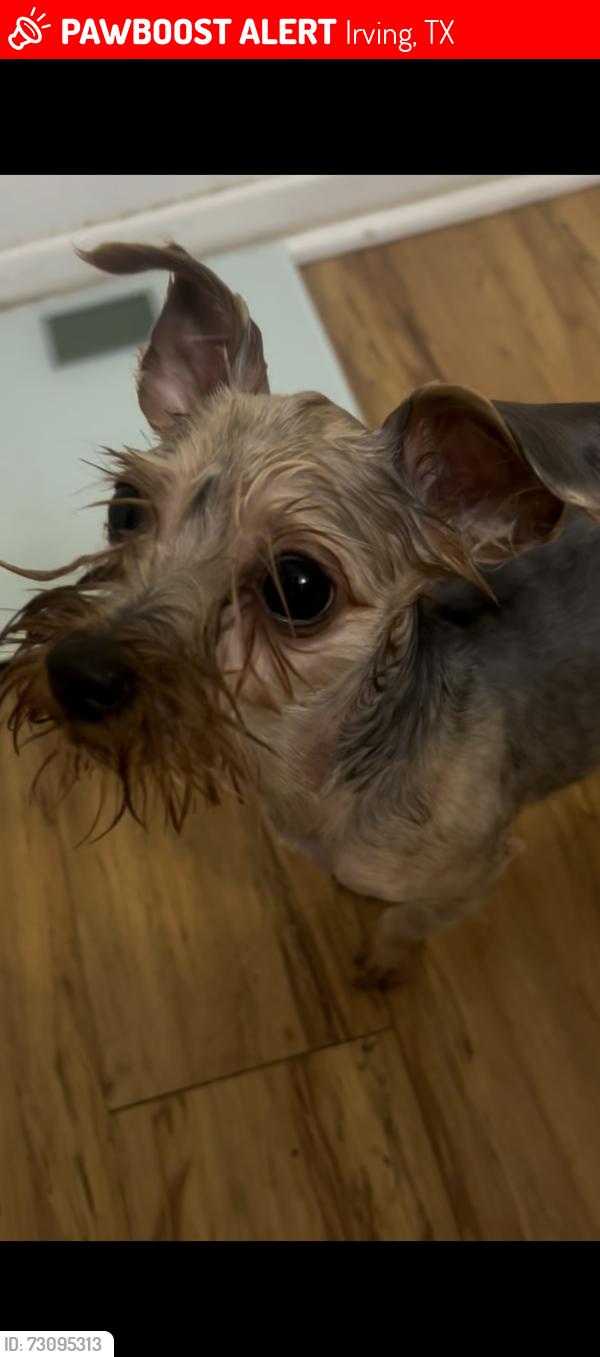 Lost Female Dog last seen Belt line and rock island, Irving, TX 75060