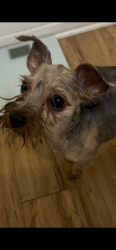 Lost Female Dog last seen Belt line and rock island, Irving, TX 75060