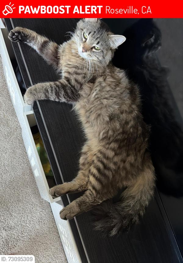 Lost Male Cat last seen Westbrook blvd, Pleasant grove blvd, Roseville, CA 95747