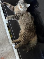 Lost Male Cat last seen Westbrook blvd, Pleasant grove blvd, Roseville, CA 95747