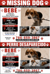 Lost Male Dog last seen Near W 4th Ave, Hialeah, FL 33014, Miami Gardens, FL 33055