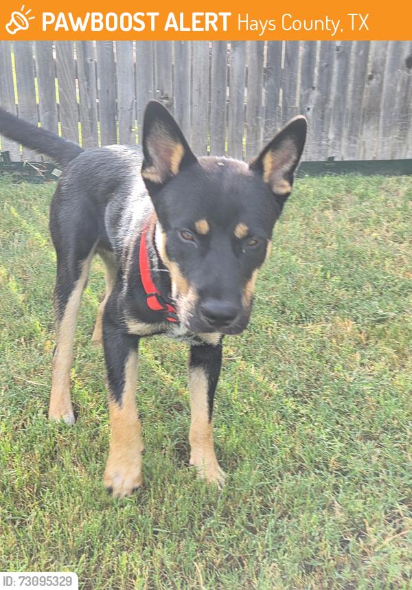 Found/Stray Male Dog last seen Shadow creek, Hays County, TX 78610