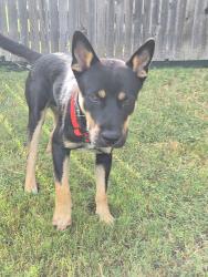 Found/Stray Male Dog last seen Shadow creek, Hays County, TX 78610