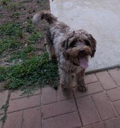 Reunited Female Dog last seen Between exit 148 & 150, Graham, NC 27253