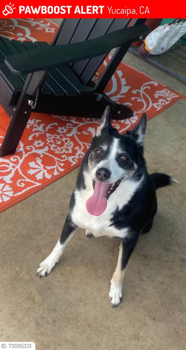 Lost Female Dog last seen Ave D Yucaipa, Yucaipa, CA 92399