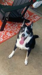 Lost Female Dog last seen Ave D Yucaipa, Yucaipa, CA 92399