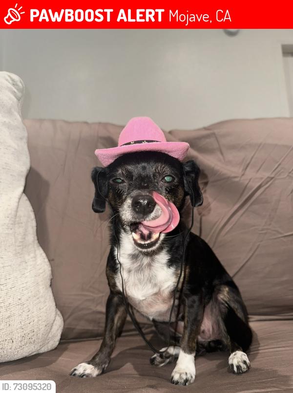 Lost Female Dog last seen Koch Street in Mojave, Mojave, CA 93501
