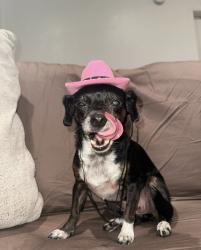 Lost Female Dog last seen Koch Street in Mojave, Mojave, CA 93501