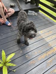 Found/Stray Male Dog last seen Emhardt Park, Indianapolis, IN 46225