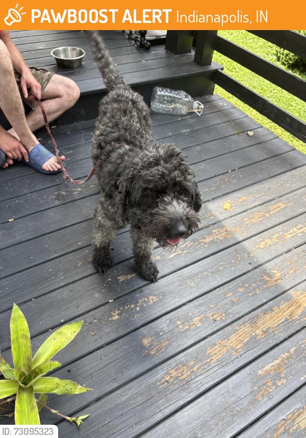 Found/Stray Male Dog last seen Emhardt Park, Indianapolis, IN 46225
