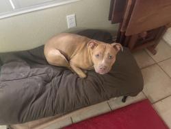 Lost Female Dog last seen Pine Bluff Ct, Port Charlotte, FL 33948