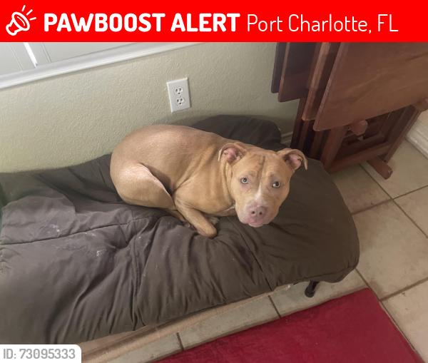 Lost Female Dog last seen Pine Bluff Ct, Port Charlotte, FL 33948