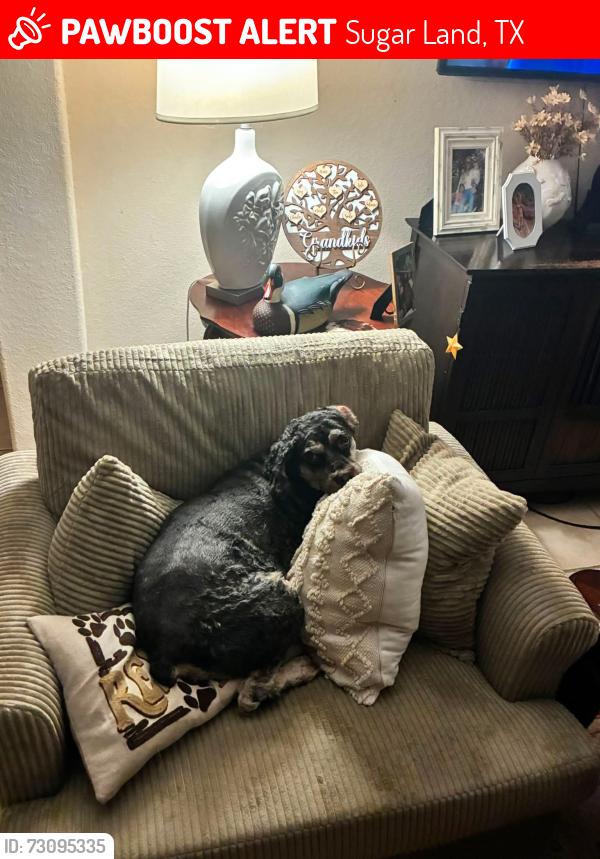 Lost Male Dog last seen Near ParkBrook Way Lane , Sugar Land, TX 77498