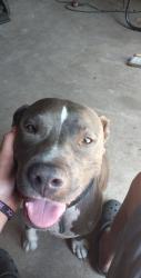 Reunited Male Dog last seen Indrio Road and Seminole Rd , St. Lucie County, FL 34951