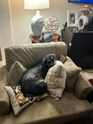 Lost Male Dog last seen Near ParkBrook Way Lane , Sugar Land, TX 77498