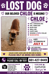 Lost Female Dog last seen Morningstar Ranch, Bakersfield, CA 93306