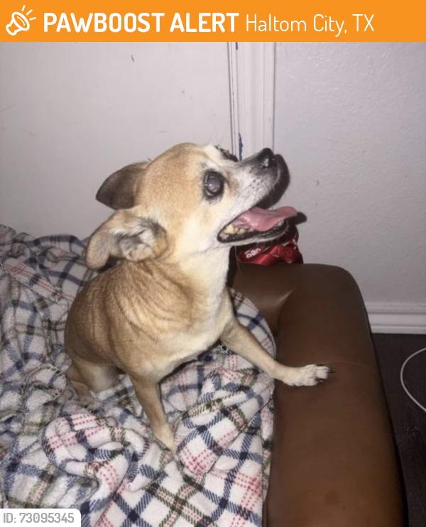 Found/Stray Female Dog last seen haltom high school, Haltom City, TX 76117