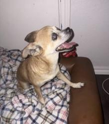 Found/Stray Female Dog last seen haltom high school, Haltom City, TX 76117