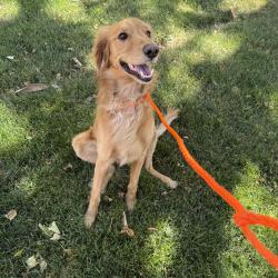 Found/Stray Male Dog last seen 24th St and Buchanan, Ogden, UT 84401