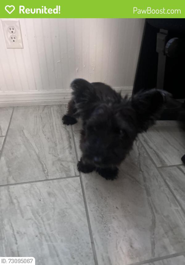 Reunited Female Dog last seen Near 36th Ct, Vero Beach, FL 32967, USA, Vero Beach, FL 32967