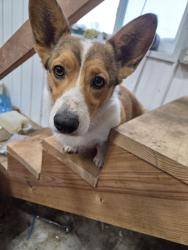 Reunited Female Dog last seen Cross streets Beech drive and Cedar road, Pulaski, WI 54162