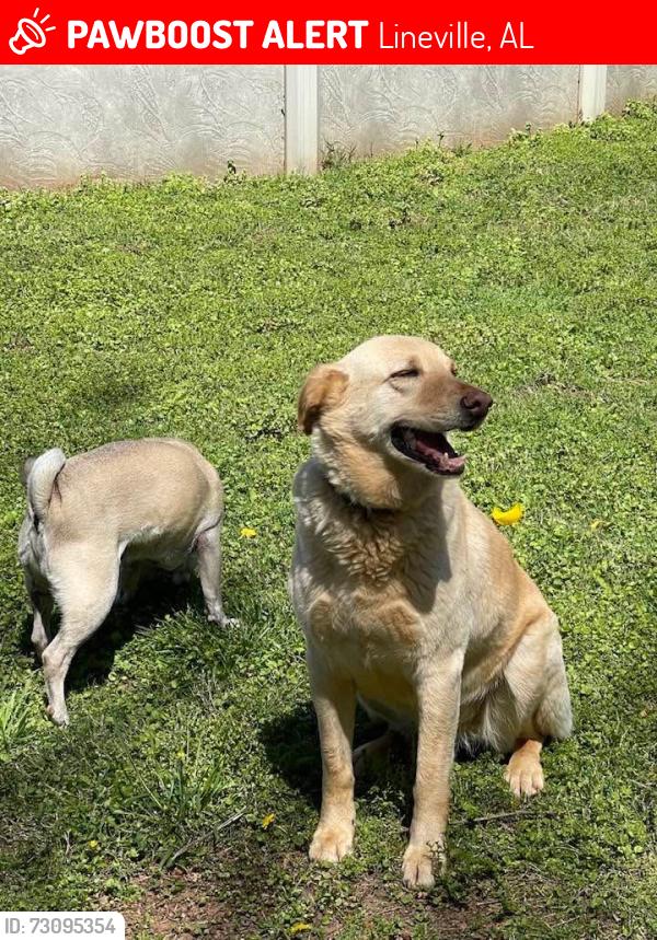 Lost Female Dog last seen Bowden Grove, Lineville, AL 36266