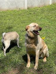 Lost Female Dog last seen Bowden Grove, Lineville, AL 36266