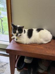 Lost Female Cat last seen Larpenteur and Victoria, Saint Paul, MN 55106