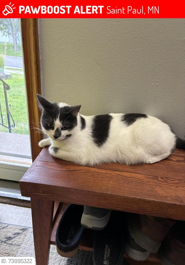 Lost Female Cat last seen Larpenteur and Victoria, Saint Paul, MN 55106