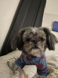 Lost Male Dog last seen Shipp rd, Powder Springs, GA 30127