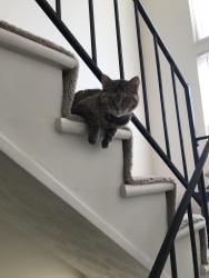 Reunited Female Cat last seen Fairfield Ohio, Fairfield, OH 45014