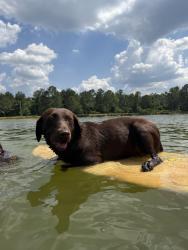 Found/Stray Female Dog last seen West craven high school, Vanceboro, NC 28586