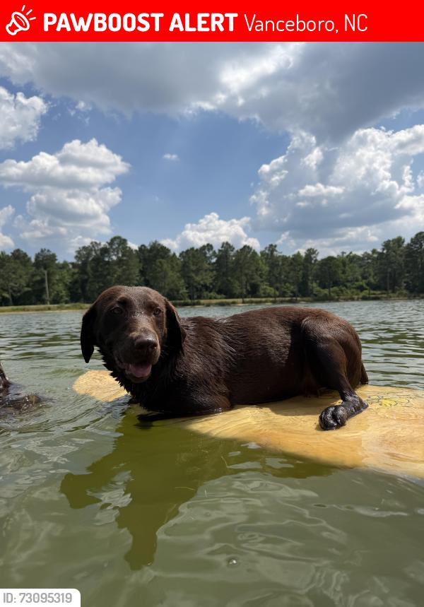 Found/Stray Female Dog last seen West craven high school, Vanceboro, NC 28586