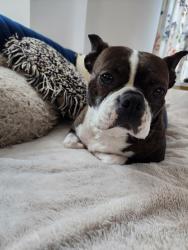 Reunited Female Dog last seen Halstead & Taylor, Chicago, IL 60607