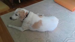 Reunited Female Dog last seen Timberly Park, McLean, VA 22102