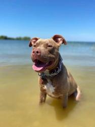 Lost Male Dog last seen I80 and Gross Road exit, Mesquite, TX 75149