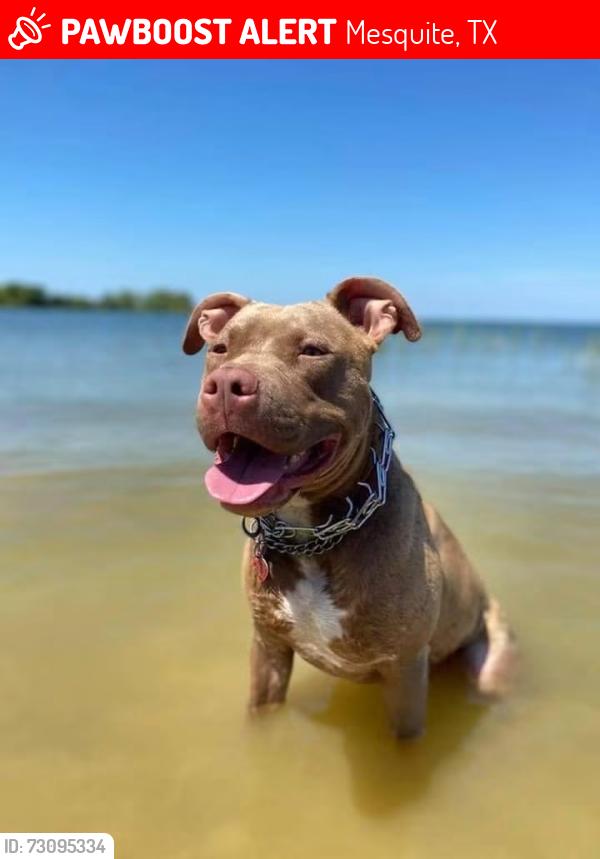 Lost Male Dog last seen I80 and Gross Road exit, Mesquite, TX 75149
