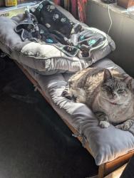 Reunited Female Cat last seen Lambert st ,Woodstock st, Philadelphia, PA 19145