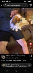 Found/Stray Male Dog last seen Wildcreek way, Fort Worth, TX 76179