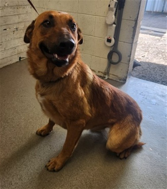 Shelter Stray Male Dog last seen Near BLOCK ALDER AVE, 333 Chandler Pl, San Bernardino, CA 92408, USA