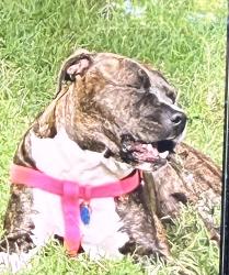 Reunited Female Dog last seen Near N Farm Rd, Greene County, MO 65757