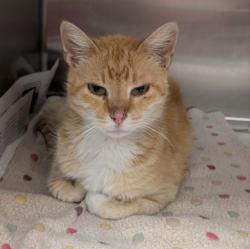 Shelter Stray Female Cat last seen Near BLOCK ATHEL, 4710 TX-151, San Antonio, TX 78227, USA