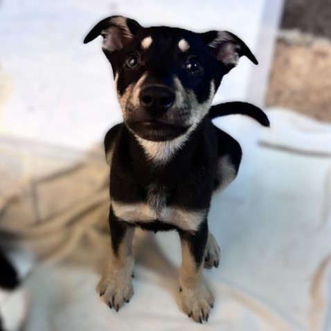 Shelter Stray Female Dog last seen LASSES, 4710 TX-151, San Antonio, TX 78227, USA