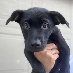 Shelter Stray Female Dog last seen LASSES, 4710 TX-151, San Antonio, TX 78227, USA