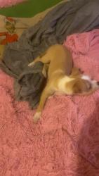 Lost Female Dog last seen Around the corner from me, Tulsa, OK 74126