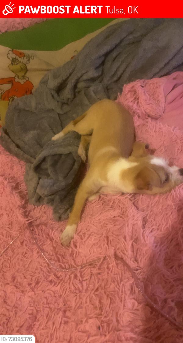 Lost Female Dog last seen Around the corner from me, Tulsa, OK 74126