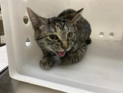 Shelter Stray Female Cat last seen Near BLOCK S 3RD ST, 3839 W Burnham St, West Milwaukee, WI 53215, USA