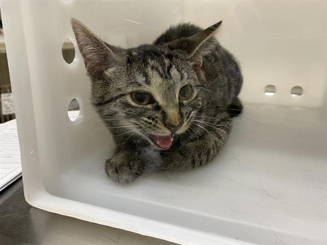 Shelter Stray Female Cat last seen Near BLOCK S 3RD ST, 3839 W Burnham St, West Milwaukee, WI 53215, USA
